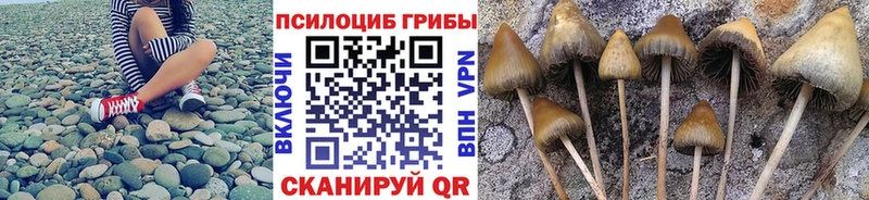 как найти наркотики  Гусев  Псилоцибиновые грибы мухоморы 